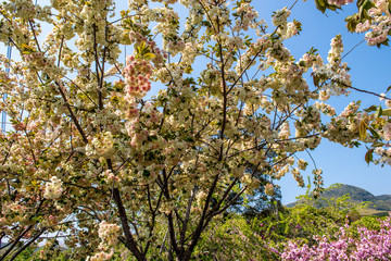 真玉の八重桜