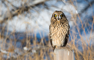 Short eared owl in the wild