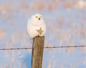 Snowy owl in the wild
