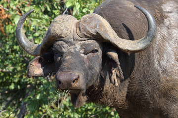 Kaffernbüffel / Buffalo / Syncerus caffer