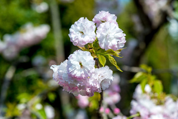 真玉の八重桜