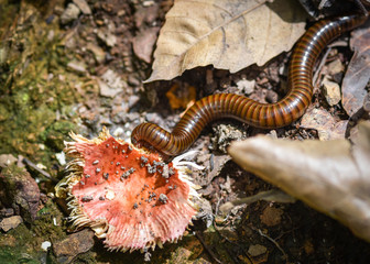 millipede eating mushroom wild on ground in the forest nature