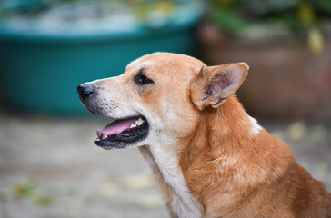 Dog face beside close up portrait brown dog