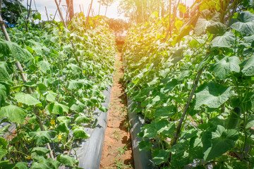 Cucumber plant growing in farm field plantation vegetable cucumber organic agriculture in asia