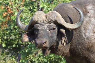 Kaffernbüffel / Buffalo / Syncerus caffer