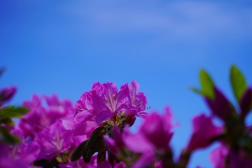 Fototapeta na wymiar つつじの花が満開の春の風景