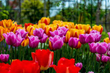 Fototapeta premium 久住高原のチューリップ