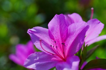 つつじの花が満開の春の風景