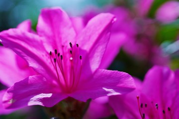 Fototapeta premium つつじの花が満開の春の風景