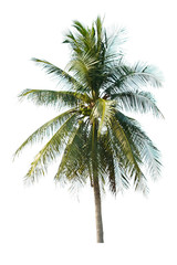 Naklejka na ściany i meble Coconut tree and isolated white background.