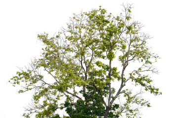 Neem tree and isolated white background.