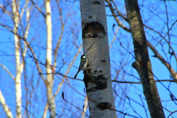 札幌市熊ノ沢公園の餌をついばむ四十雀の風景