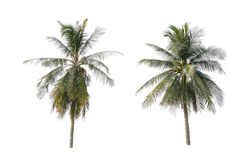 Fototapeta na wymiar Twin Coconut trees with a separate white background,Tree isolated.