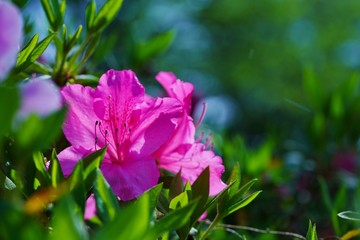 つつじの花が満開の春の風景
