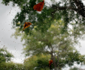 Leaves in a raining day 
