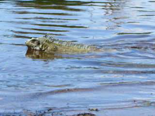 crocodile in water