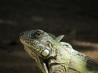 green iguana
