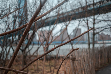 Bird in brooklyn 