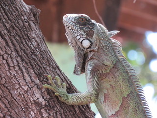 green iguana