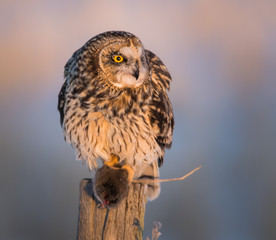 Short eared owl