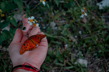 Butterfly on my hand 
