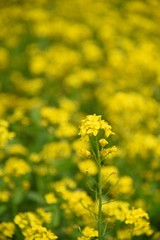 field of yellow flowers