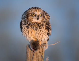 Short eared owl