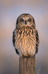 Short eared owl