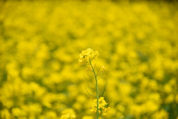 Obraz premium field of yellow flowers