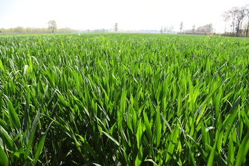 Obraz premium green wheat field of corn