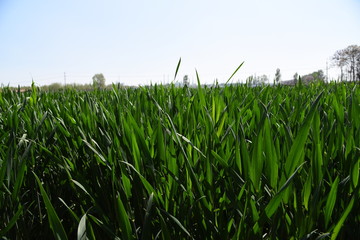 green field of corn