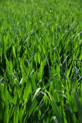 grass with water drops of dew