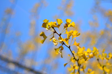 yellow flowers in spring