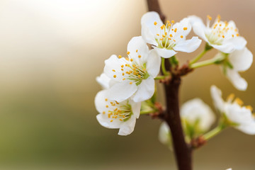 Plum blossoms in spring
