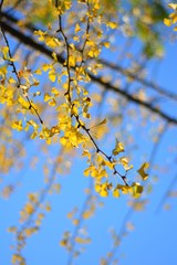 branch of a tree in spring