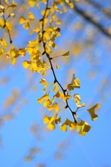 branch of a tree in spring
