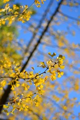 branch of a tree in spring