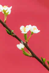 Plum blossoms in spring