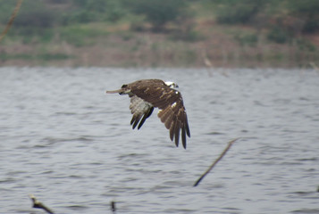 eagle flying