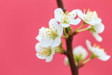 Fototapeta premium Plum blossoms in spring