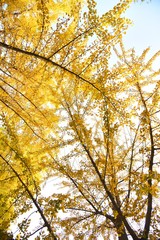yellow tree in autumn