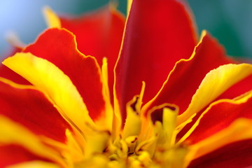 Obraz na płótnie Canvas marigold flower closeup