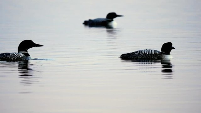 Common Loon, gavia immer, Minnesota State Birds swimming and looking under the surface of a lake in Bemidji in closeup clip.