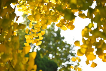 autumn leaves background
