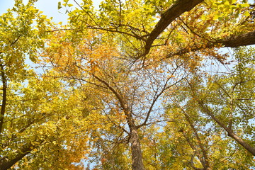 yellow tree in autumn