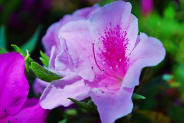 つつじの花が満開の春の風景