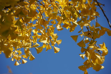 autumn leaves on blue sky