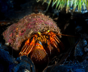 Hermit crab