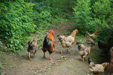 rooster and hens in yard