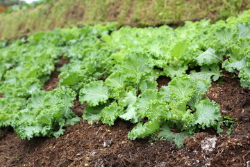 organic farm vegetable